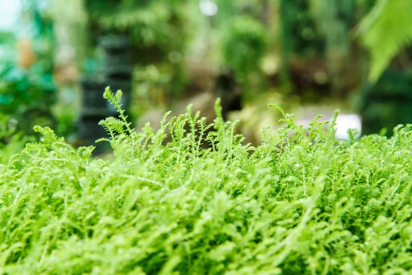 Moss blad textuur — Stockfoto