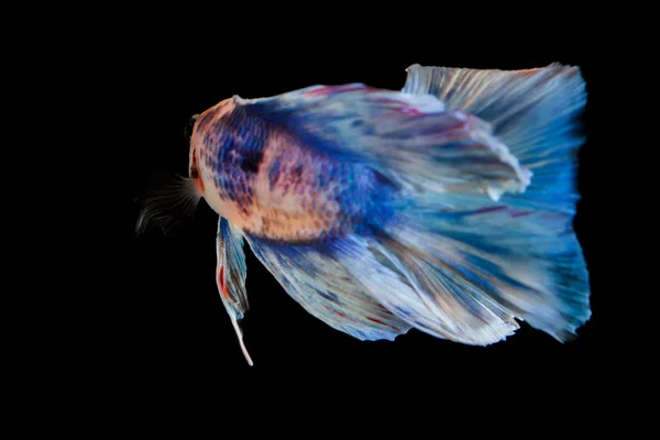 Fighting fish — Stock Photo, Image