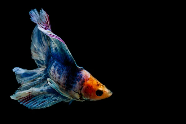 Fighting fish — Stock Photo, Image