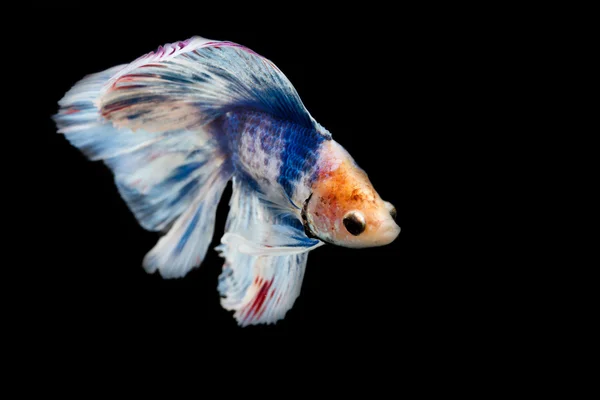 Fighting fish — Stock Photo, Image