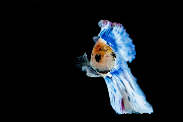 Kampf gegen Fische — Stockfoto