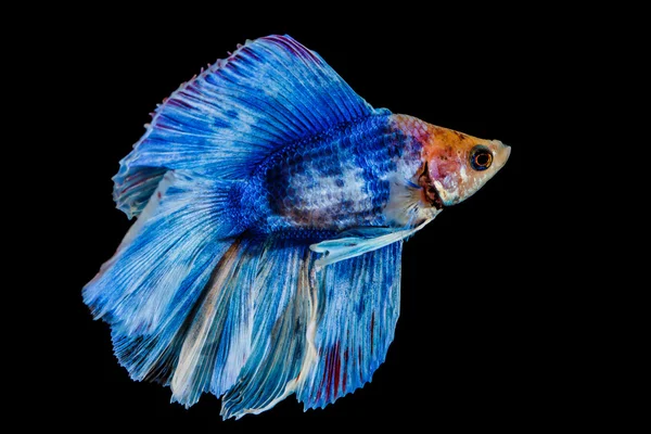 Fighting fish — Stock Photo, Image