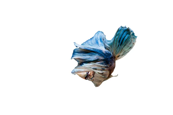 Fighting fish — Stock Photo, Image