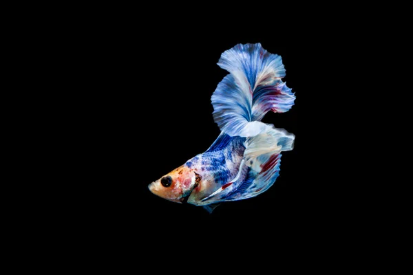 Fighting fish — Stock Photo, Image