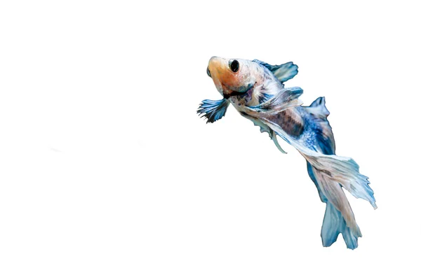 Fighting fish — Stock Photo, Image