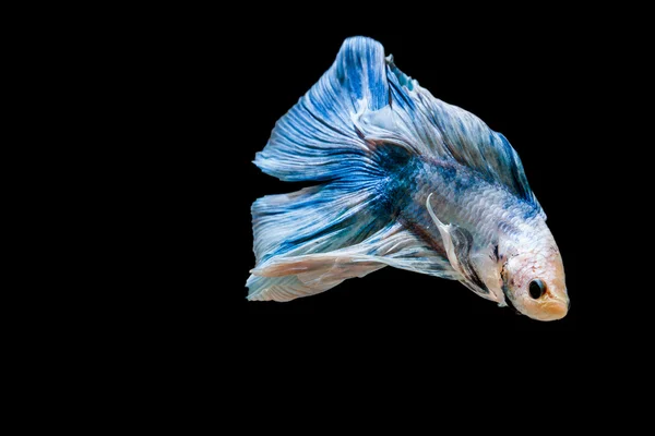 Lucha contra los peces — Foto de Stock