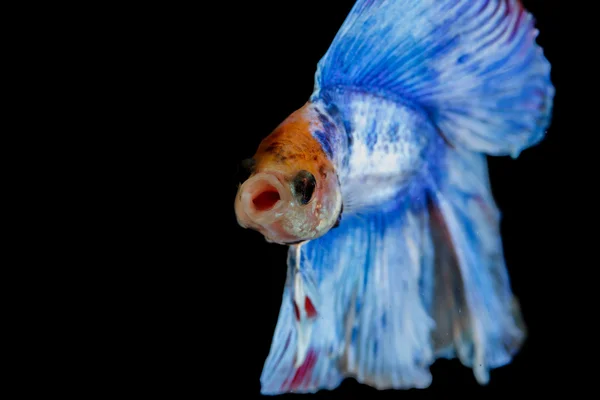 Lucha contra los peces — Foto de Stock