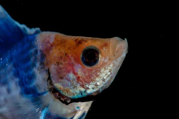 Lucha contra los peces —  Fotos de Stock