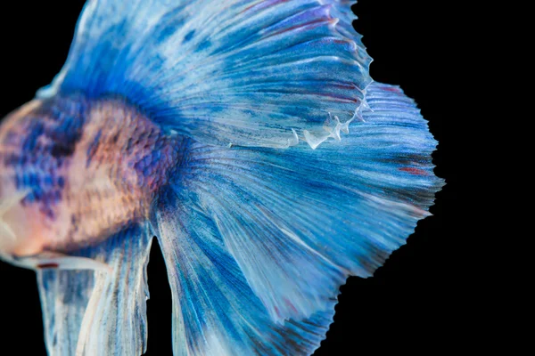 Fighting fish — Stock Photo, Image