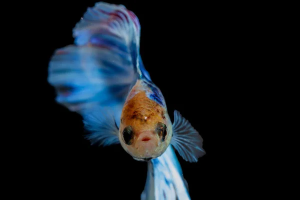 Lucha contra los peces —  Fotos de Stock