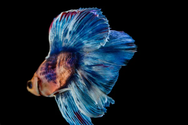 Lucha contra los peces — Foto de Stock