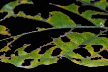 Yaprak böcek ısırığı