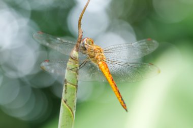 yusufçuk yaprak üzerinde