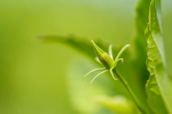 Hibiscus nie jest w pełnym rozkwicie — Zdjęcie stockowe