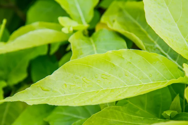 Water druppels op een groen blad — Stockfoto