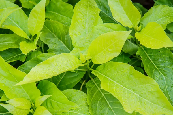 Water druppels op een groen blad — Stockfoto