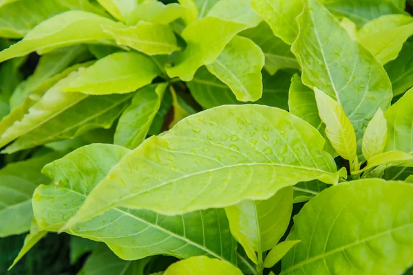 Gotas de água em uma folha verde — Fotografia de Stock