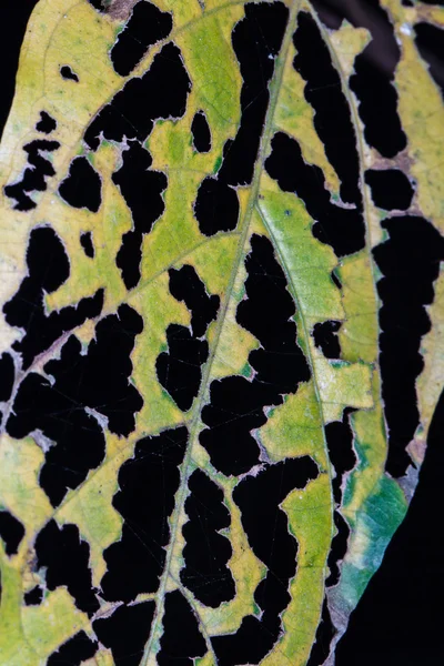 잎 곤충 바이트 — 스톡 사진