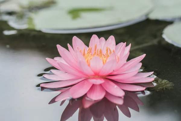 Rosa näckros i damm — Stockfoto