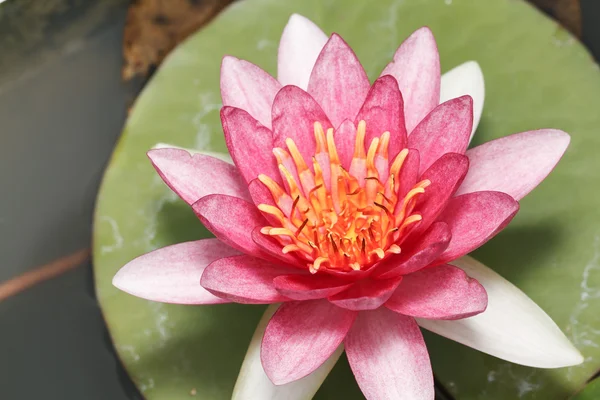 Pink water lily in pond — Stock Photo, Image