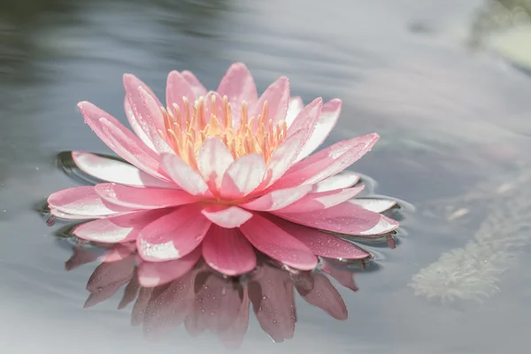 Рожева водяна лілія в ставку — стокове фото