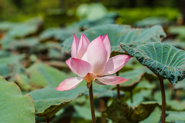 Pink water lily in pond — Stock Photo, Image