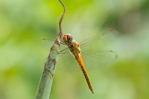 Libelle auf Blatt — Stockfoto