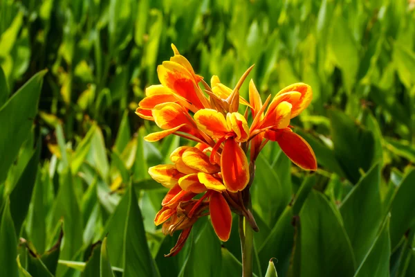 Canna floare — Fotografie, imagine de stoc