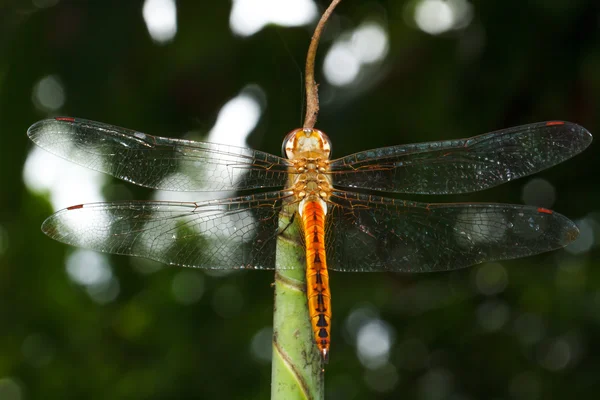 Dragonfly στην φύλλων — Φωτογραφία Αρχείου