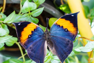 Turuncu Meşe yaprağı kelebek