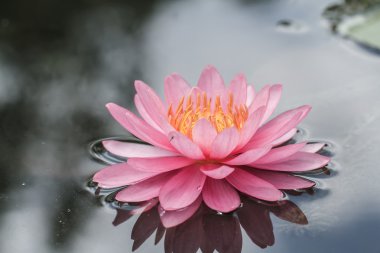 Gölette pembe su zambağı