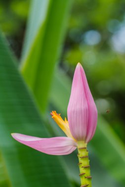 Muz Çiçek bahçesinde