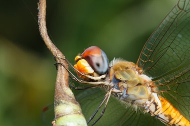 yusufçuk yaprak üzerinde