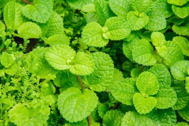 doku nane yaprakları