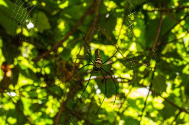 yuvaya örümcekleri