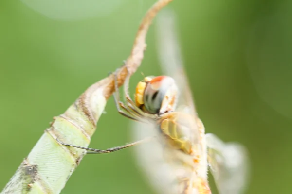 Dragonfly op blad — Stockfoto