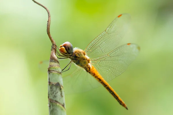 Dragonfly op blad — Stockfoto