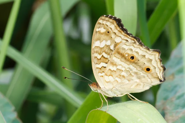 Brązowy motyl na zielony liść — Zdjęcie stockowe