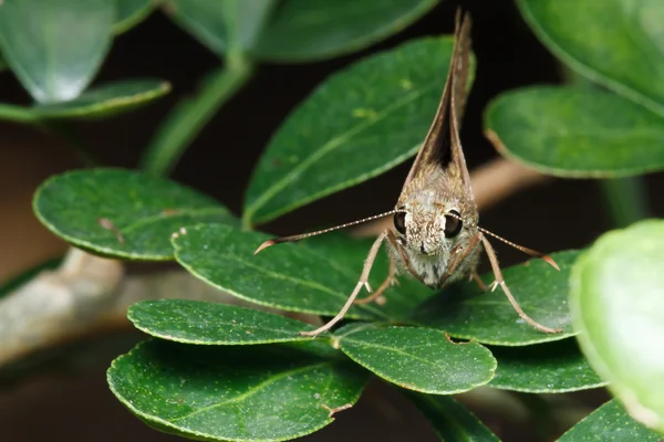 Mariposa marrón sobre hoja verde — Foto de Stock