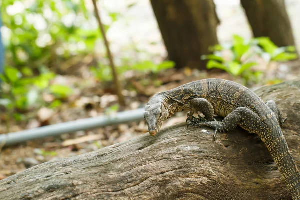 Komodo no jardim da Tailândia — Fotografia de Stock