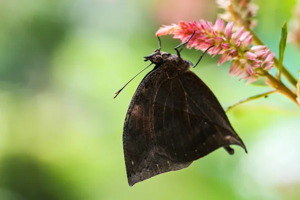 Mariposa de hoja de roble naranja —  Fotos de Stock