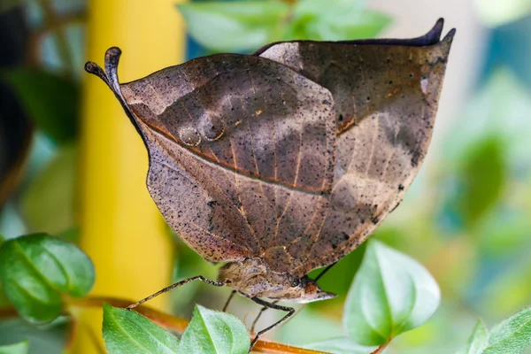 Turuncu Meşe yaprağı kelebek