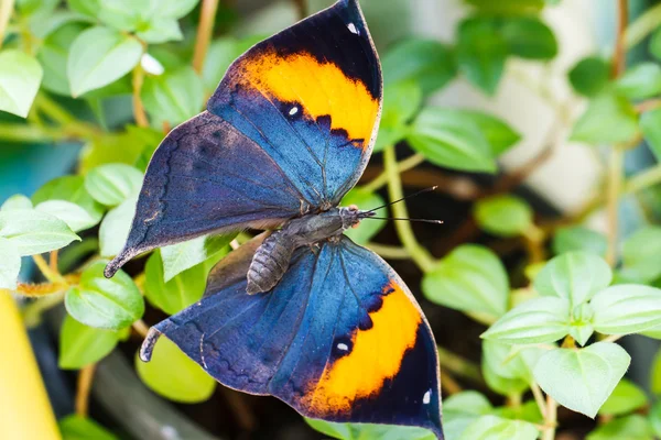 Orange dubový list motýl — Stock fotografie