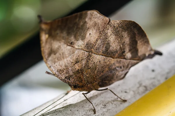 Orangefarbener Eichenblatt-Schmetterling — Stockfoto