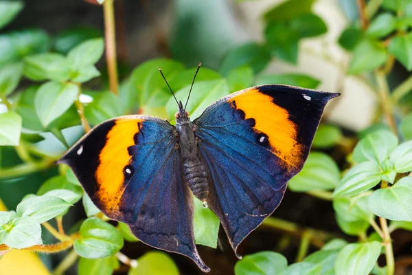オレンジ色のオークの葉蝶 — ストック写真