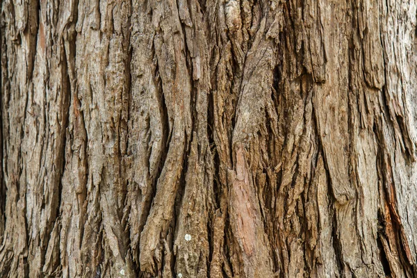 Abstract bark background — Stock Photo, Image