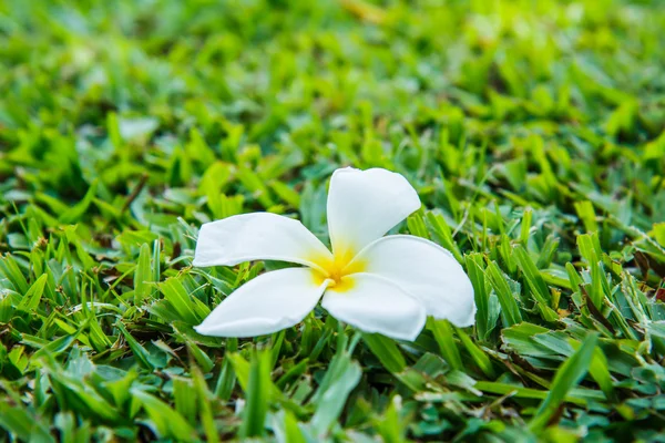 Plumeria på gräs — Stockfoto