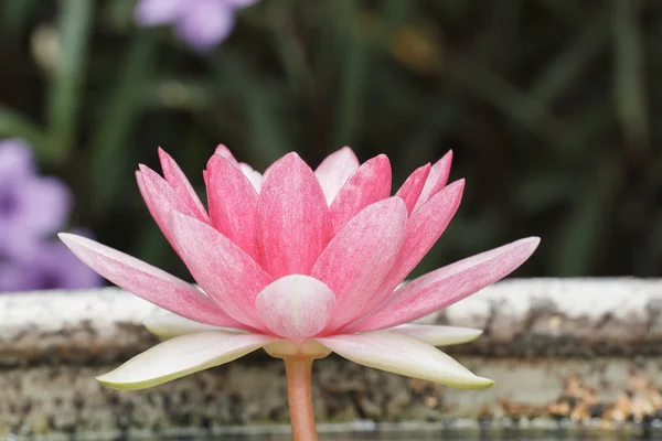 Pink water lily in pond — Stock Photo, Image