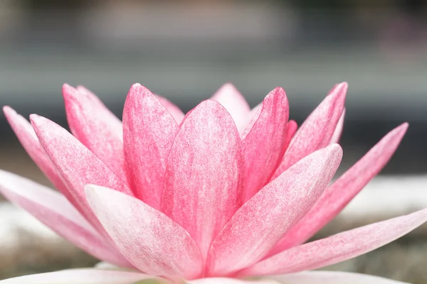 Lirio de agua rosa en el estanque — Foto de Stock