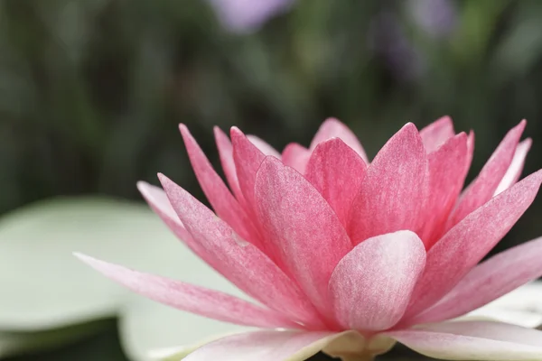 Pink water lily in pond — Stock Photo, Image
